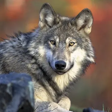 Wolfi – obálka